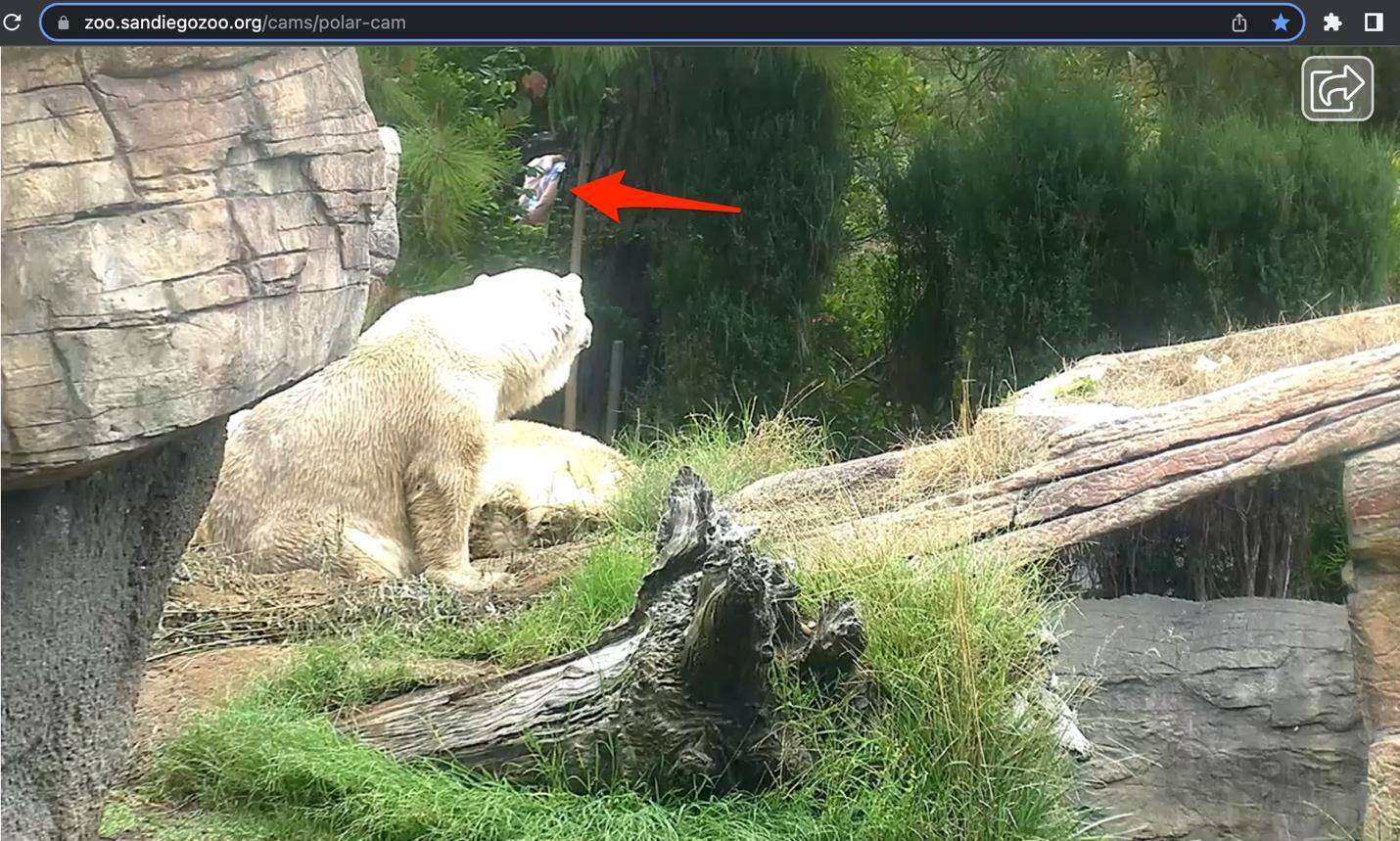 One of the live cam screenshots of the polar bear enclosure shows a clue! White oak security adds a arrow to the background person