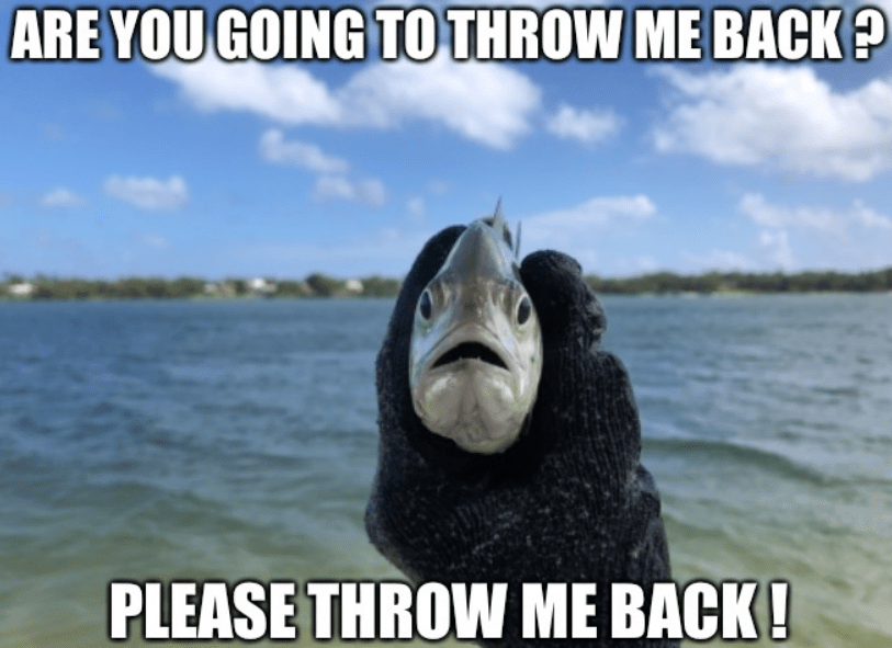 White Oak Security shares (doesn't own this photo) this meme of a fish in someones hand that says are you going to throw me back? please throw me back!