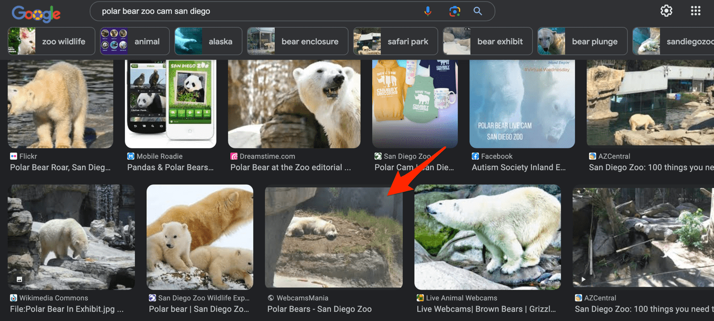 Another polar bear in zoo cam google search image similar to our challenge reference photo. Screen shot has an arrow to the image, provided by white oak security. 