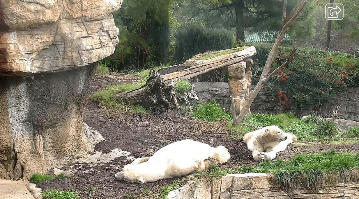 Two bears lie in their zoo enclosure, white oak security experts locate the zoo, pinpoint the temperature, and coordinates of the bears themselves as part off the gralhix hack challenge 005.